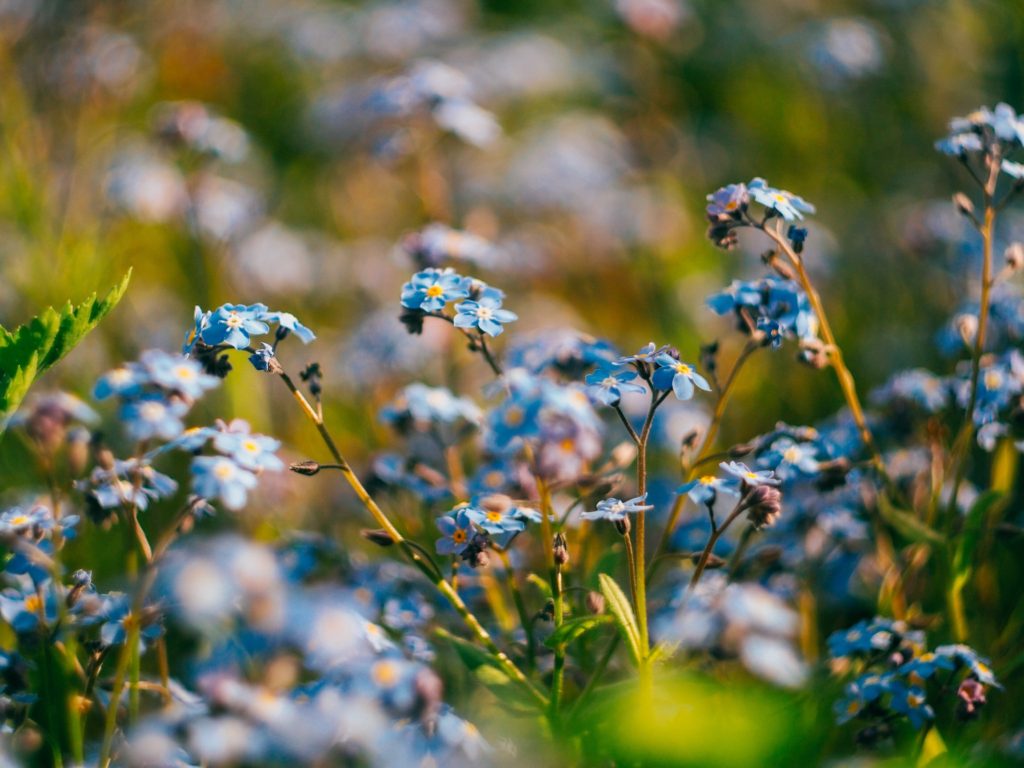 Forget-me-not flowers, used on World ME Day to increase awareness of the illness ME